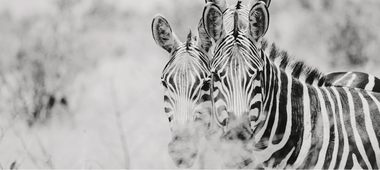 African zebras in black and white