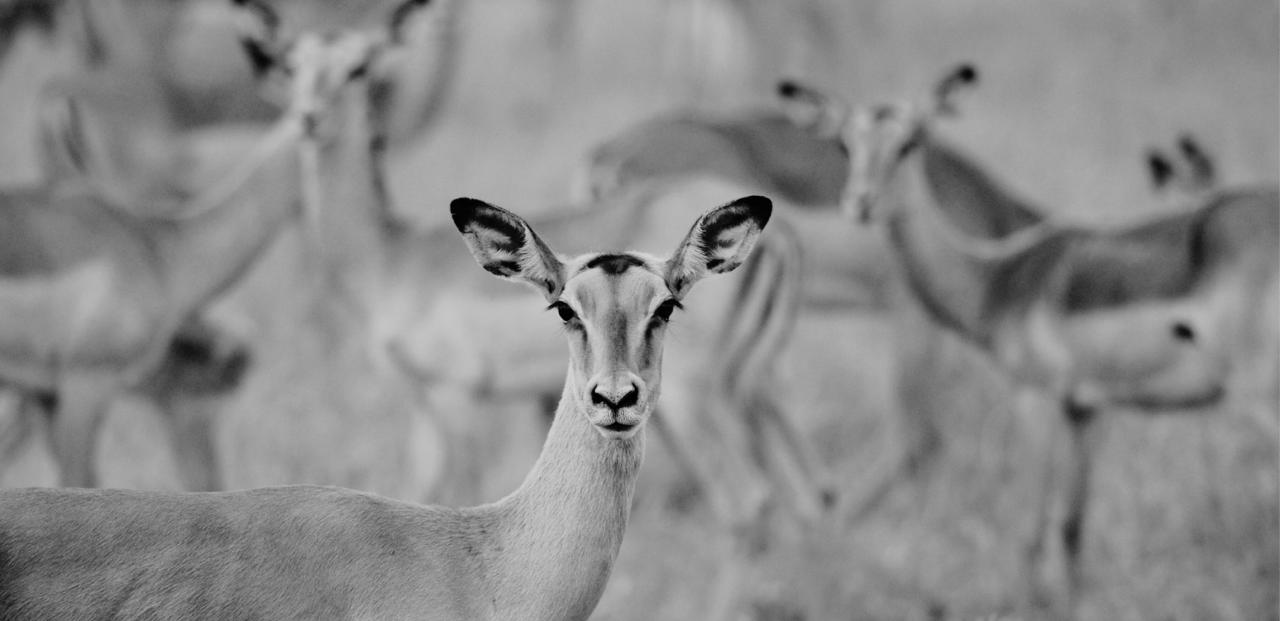 African impala in black and white