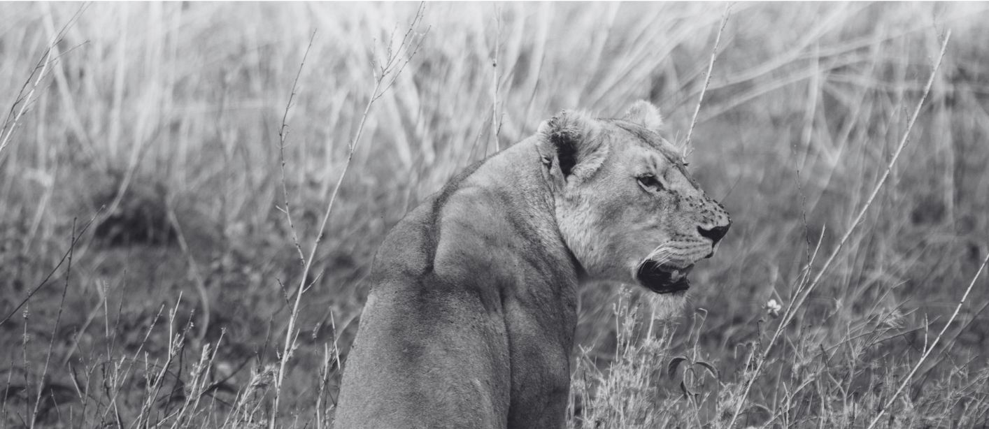 African lioness resting in grassland, black and white