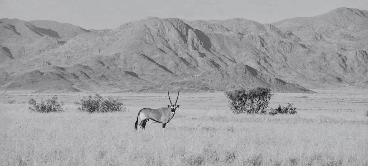 African oryx in desert landscape, black and white